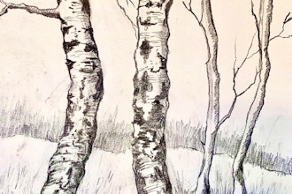 Beginners Drawing: How to Draw Birch Trees